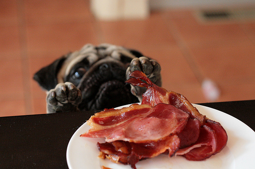 bacon want.jpg (133 KB)